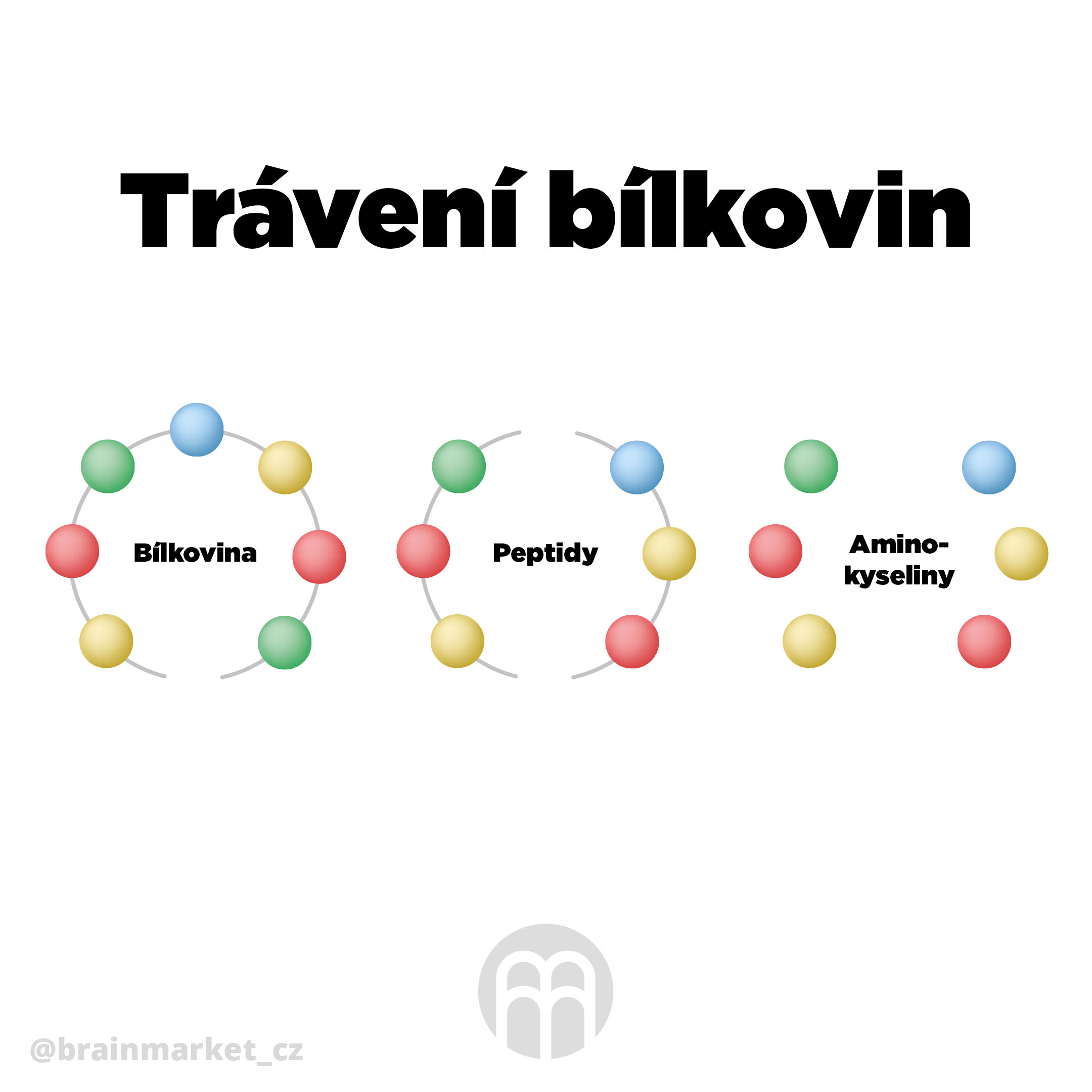 traveni bilkovin infografika brainmarket cz